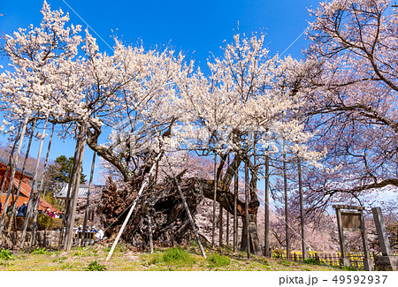 山高神代桜　神代桜　桜　日本三大桜　実相寺 49592937