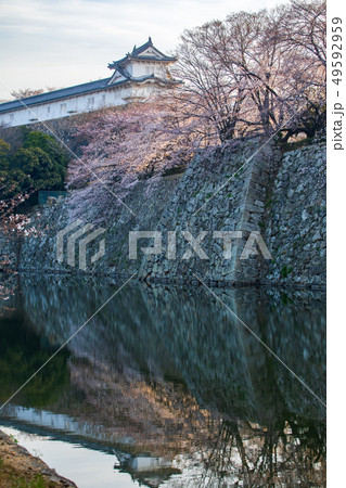 姫路城石垣に咲く桜 姫路城石垣に咲く桜 49592959