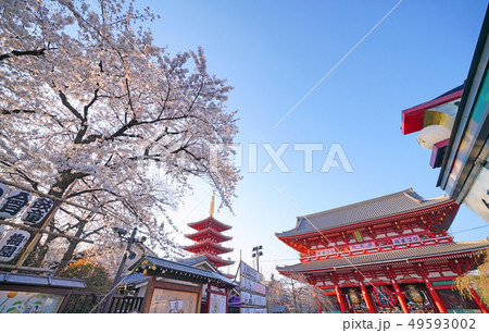 日本の東京都市景観　満開の桜・青空・浅草寺 49593002