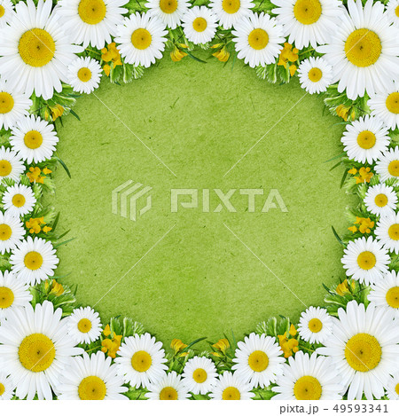 Wild flowers in square frame 49593341