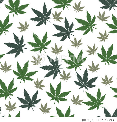 Marijuana Cannabis Leaf seamless background  49593393