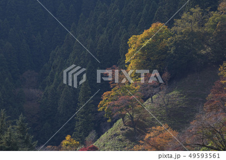 奥多摩の秋 49593561