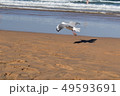 海鳥 49593691