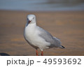 海鳥 49593692