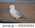 海鳥 49593694