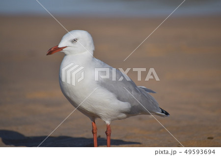海鳥 49593694