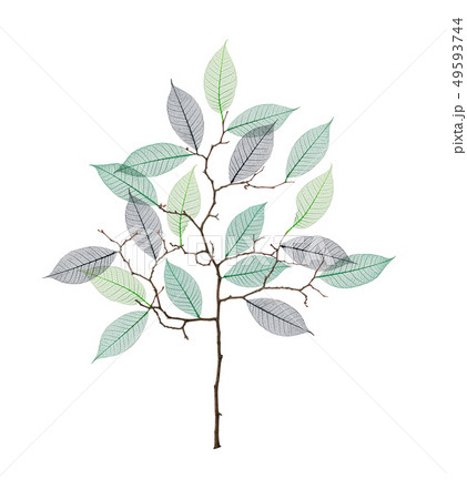 Stylized tree with twigs and skeleton of leaves Stylized tree with twigs and skeleton of leaves 49593744