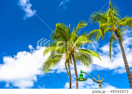 《ハワイ》ヤシの木・ワイキキビーチ 《ハワイ》ヤシの木・ワイキキビーチ 49593972
