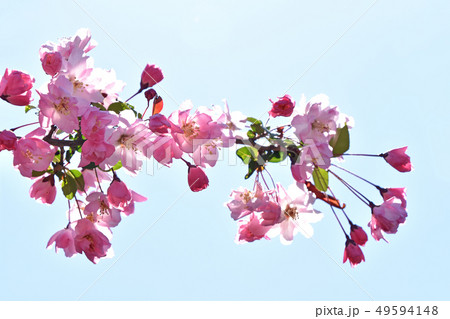 ハナカイドウ（花海棠） 49594148