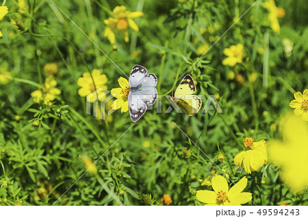 花の蜜を求めるモンキチョウ 雄雌 花の蜜を求めるモンキチョウ 雄雌 49594243