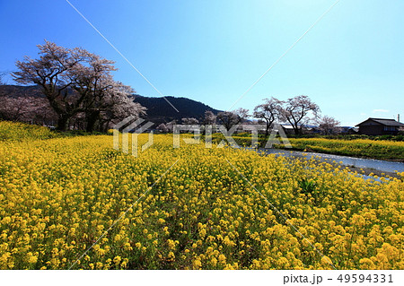 春の川面 49594331