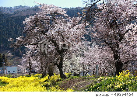 花の競演 49594454