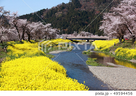 春の川面 49594456