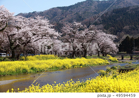 春のコラボ 49594459