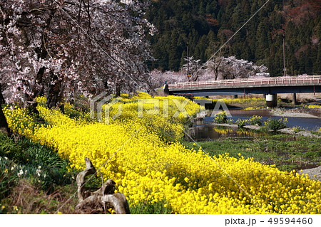 黄色の敷物 黄色の敷物 49594460