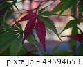 紅葉　もみじ　秋　かえで 49594653
