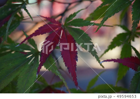 紅葉 もみじ 秋 かえで 紅葉 もみじ 秋 かえで 49594653