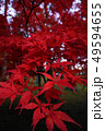 紅葉　もみじ　秋　かえで 49594655