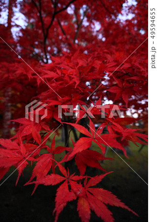 紅葉 もみじ 秋 かえで 紅葉 もみじ 秋 かえで 49594655