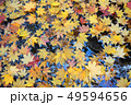 紅葉　もみじ　秋　かえで 49594656