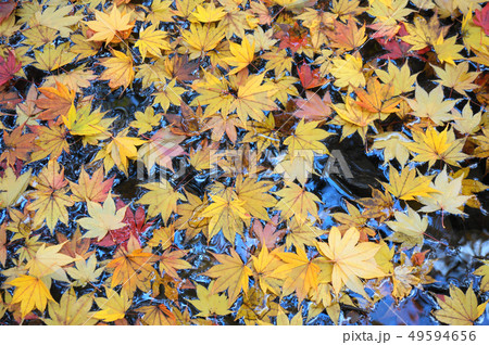紅葉　もみじ　秋　かえで 49594656