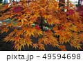 紅葉　もみじ　秋　かえで 49594698