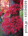 紅葉　もみじ　秋　かえで 49594699