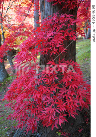 紅葉　もみじ　秋　かえで 49594699