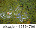 紅葉　もみじ　秋　かえで 49594700