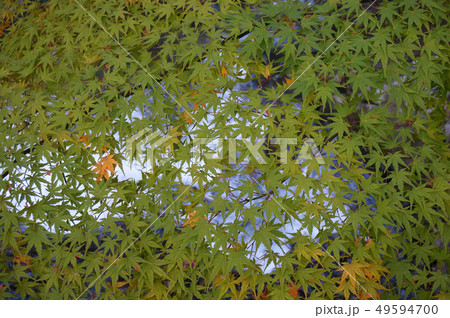 紅葉　もみじ　秋　かえで 49594700