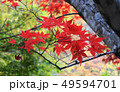 紅葉　もみじ　秋　かえで 49594701