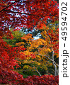 紅葉　もみじ　秋　かえで 49594702