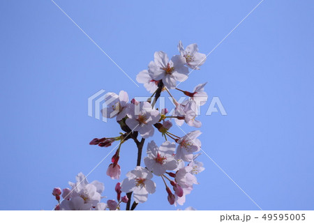 青空と桜 49595005