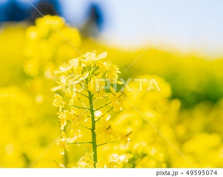 菜の花 49595074
