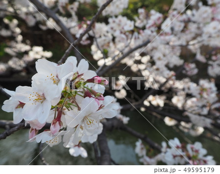 桜 49595179