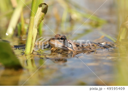 Frog in a pond during mating season, spring 49595409