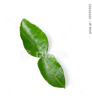 kaffir lime leaves on white background 49595562