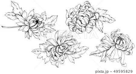 Vector Chrysanthemum floral botanical flowers. Black and white engraved ink art. Isolated flower 49595829