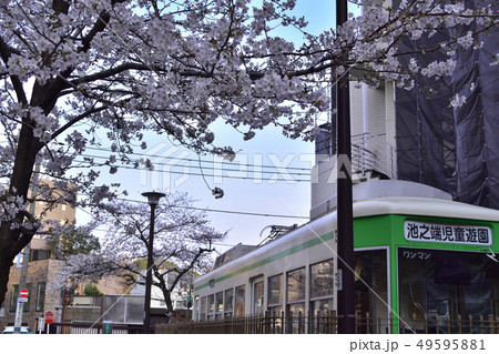 上野・池之端児童遊園旧都電停留場(池之端七軒町)の桜 上野・池之端児童遊園旧都電停留場(池之端七軒町)の桜 49595881