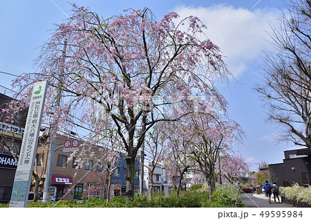 芦花公園の入口としだれ桜 49595984