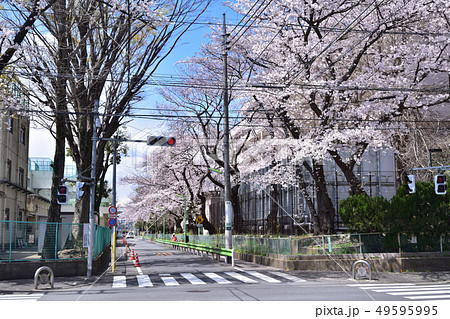 世田谷・西用賀通り沿いの桜風景 49595995