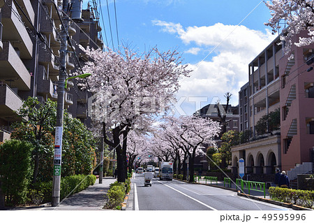 世田谷・桜丘の千歳通りの桜風景 49595996