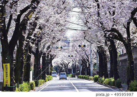 世田谷・桜丘の千歳通りの桜並木 49595997
