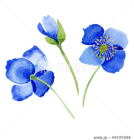 Blue poppy floral botanical flowers. Watercolor background illustration set. Isolated poppies 49595998