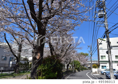 世田谷・経堂烏山川緑道の桜並木と小田急線の高架 49596013