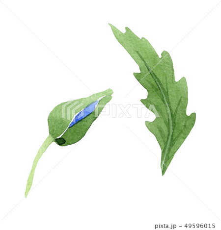 Blue poppy floral botanical flowers. Watercolor background illustration set. Isolated poppies 49596015