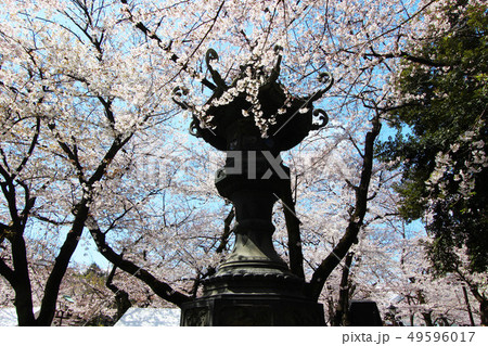 靖国神社の桜 49596017
