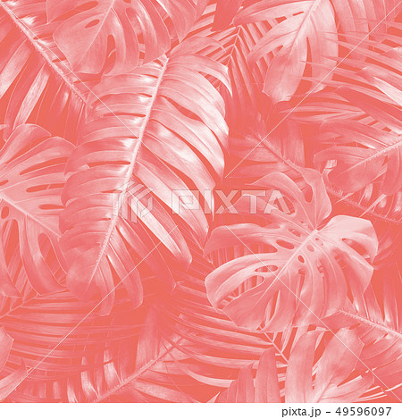 Summer tropical leaves background 49596097