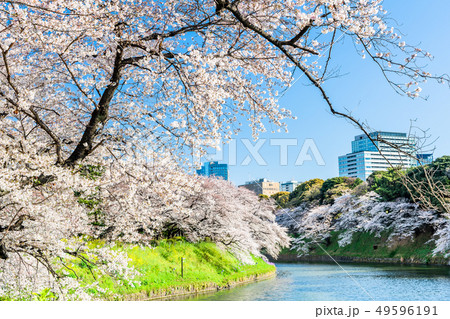 東京 千鳥ヶ淵の桜(早朝) 東京 千鳥ヶ淵の桜(早朝) 49596191