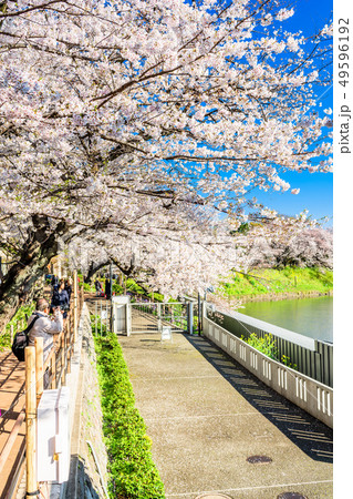 東京 千鳥ヶ淵の桜(早朝) 東京 千鳥ヶ淵の桜(早朝) 49596192